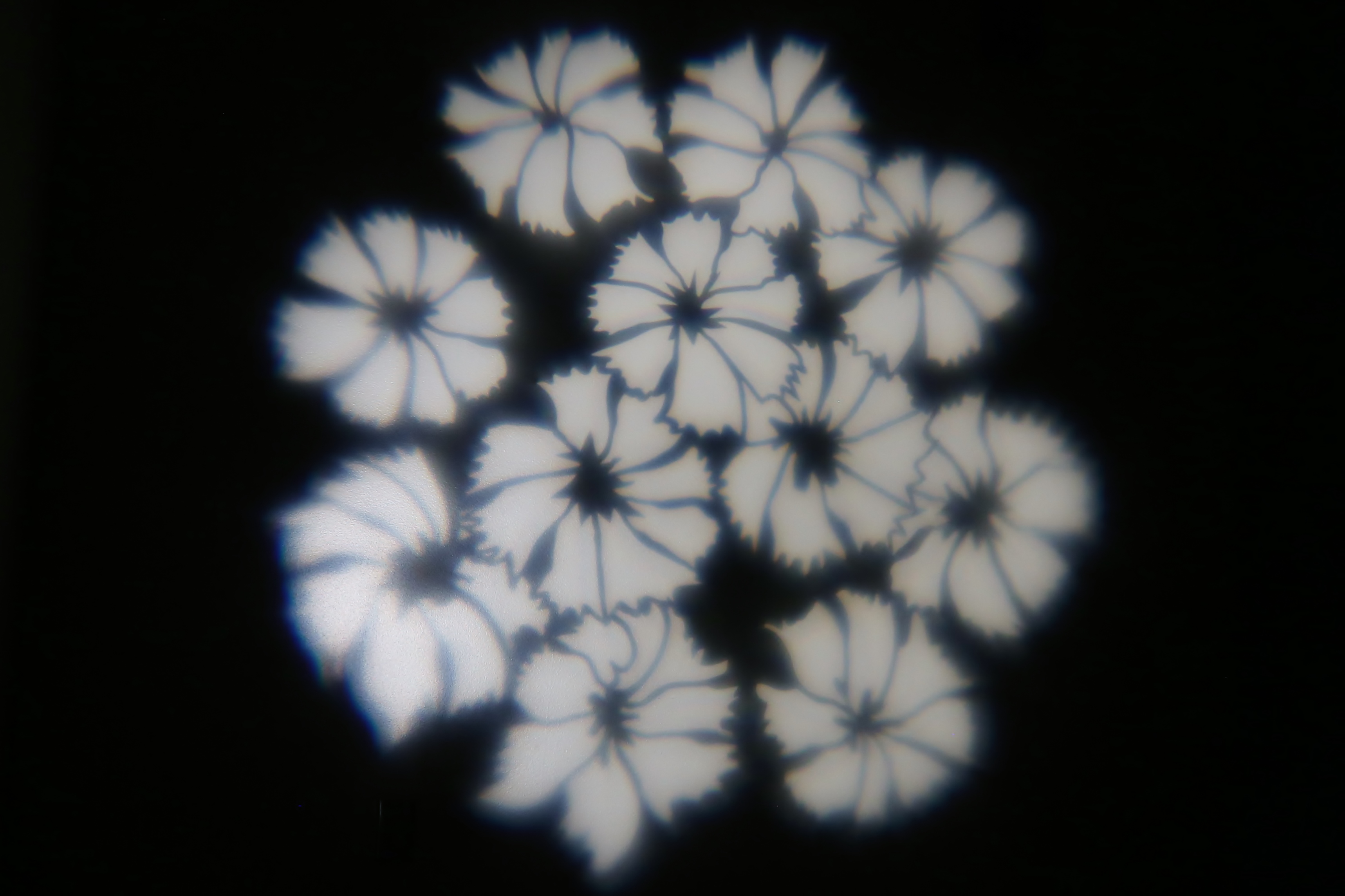 Nature Flowers 1
